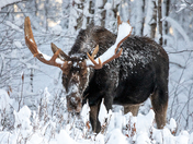 Munching Moose