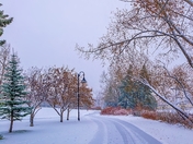 Walkway Through A Snowy Wonderland