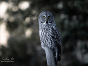 Great Gray Owl