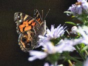 previous entry