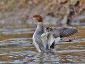Common Merganser