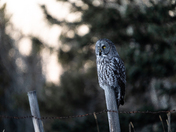 Great Gray Owl during sunset