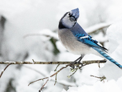 Blue jay