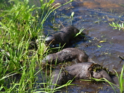Otters Gamboling