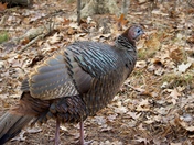 Wild Turkey