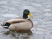 Cold Duck