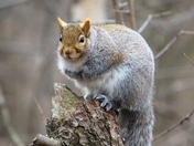 Squirrel Posing