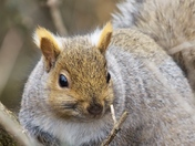 Squirrel Posing