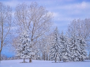 Snowfall In A Winter Park