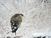 Happy Holiday Heron