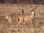 Pair of White Tail Bucks