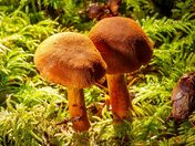 Mushrooms Like to Hug