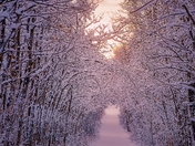 Winter Pathway Glow