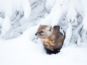 Pine Marten