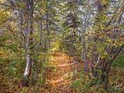 Autumn Pathway 