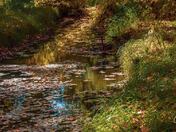 Autumn Reflections