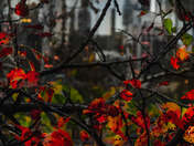 Red Sunrise Tree Branchs 