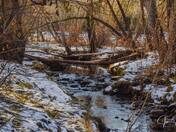 Winter Tree Wonderland 