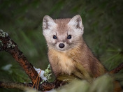 Pine marten in a pine tree