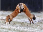 fox fight 