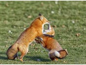 fox fight 