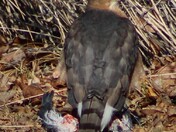 Cooper's hawk