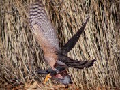 Cooper's hawk