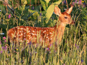 Fawn 