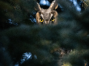 Hidden in the Forest