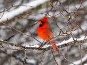 male cardinal taking a chance