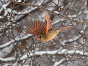 in flight