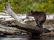 Grizzly in the log jam