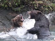 Grizzly Bears at Toba Inlet