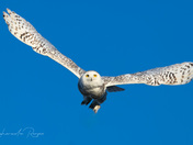 Snowy Owl in flight