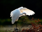 Sun Lit Great Egret