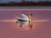 swan swam in lake Ontario after sunset