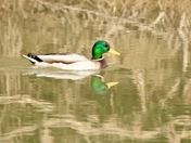 Mallard Duck