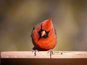 shy cardinal