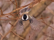 chickadee Winter
