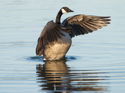 Canada Goose