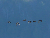 Ducks fleeing the camera