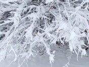 Chiffon Hibiscus tree in snow