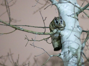Northern Flying Squirrel