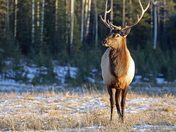 Elk in the meadow