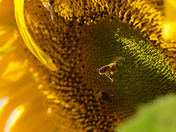 Sunflowers and Bees