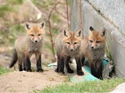 next entry