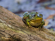 Green Frog