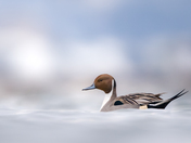 Northern Pintail