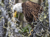 Bald Eagle Hunting