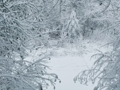 The Path to A Winter Wonderland